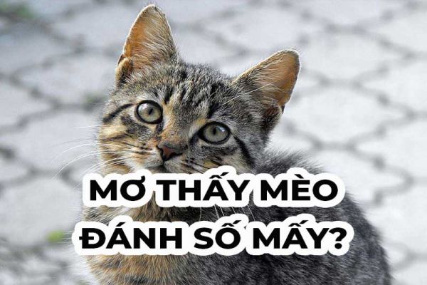 Mơ thấy con mèo đánh con gì may mắn? SV88 giải mã